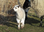 SX12870 Tiny white lamb and sheep.jpg